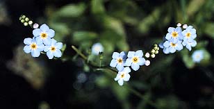 Forget Me Not