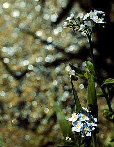 Forget Me Not