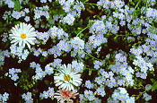Forget Me Not